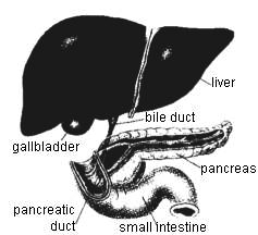 picture of the liver