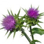 silymarin from milk thistle