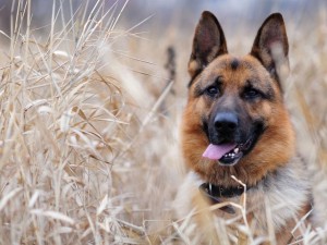probiotics for dogs and cats