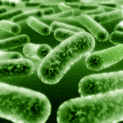 candida and yeast infections candida and yeast infections