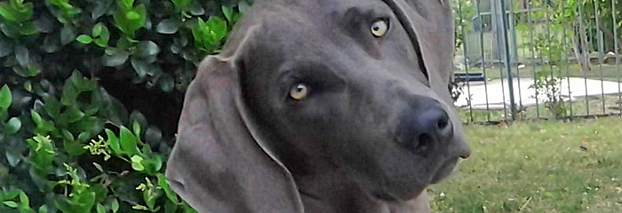 canine probiotics