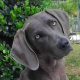 canine probiotics