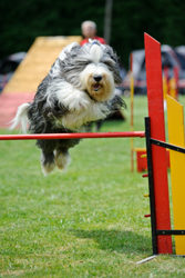 probiotics for dogs probiotics for dogs