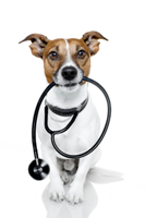 pet enzymes probiotics for dogs
